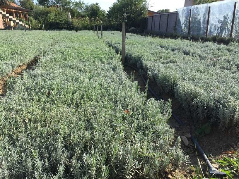 Разсад лавандула