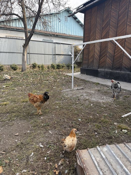 Куры карликовые, петух