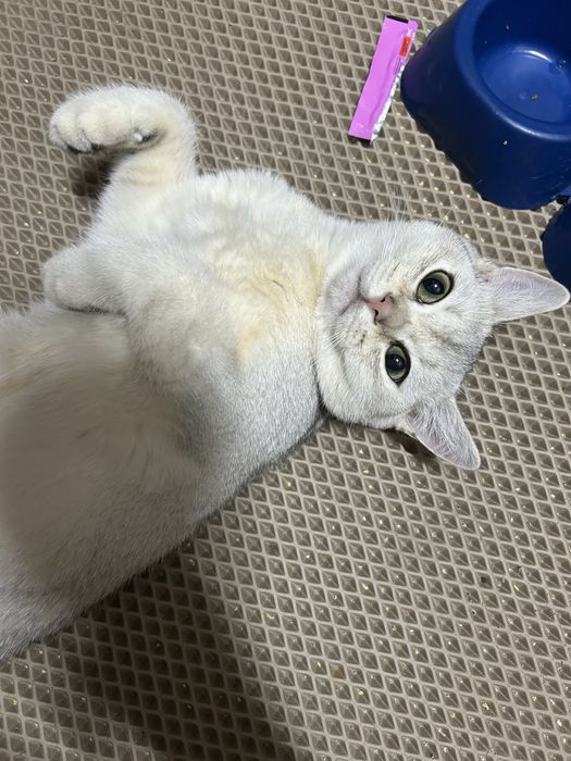 На вязку кот британец