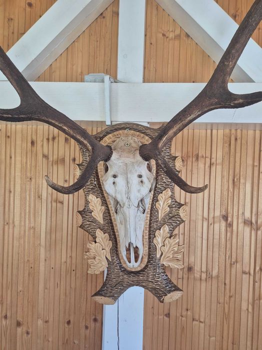 Trofeu spectaculos coarne cerb
