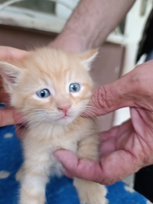 В самые добрые руки