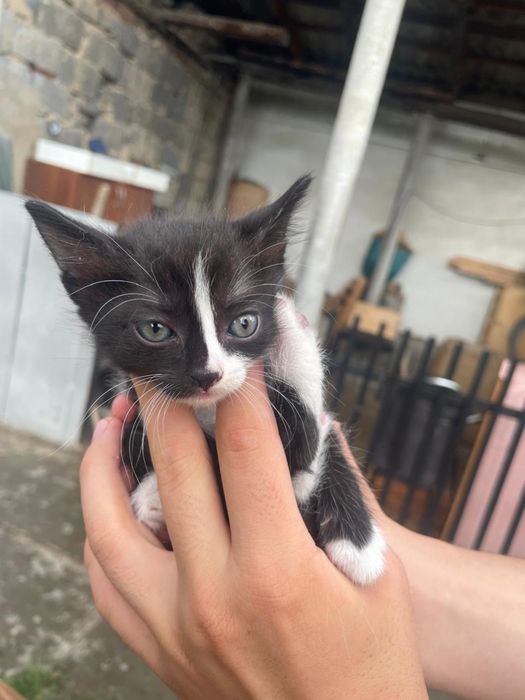Отдам котят в хорошие руки