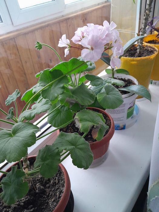 Продам комнатные цветы