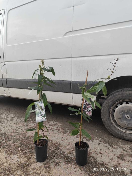 Клематис - Вечнозелен Цвят - Бял И розов