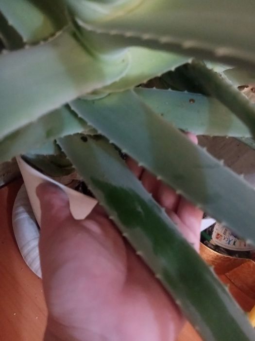 Лечебное алоэ чисто символически