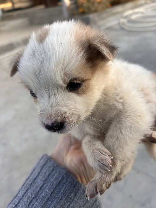 Отдам щенков в добрые руки