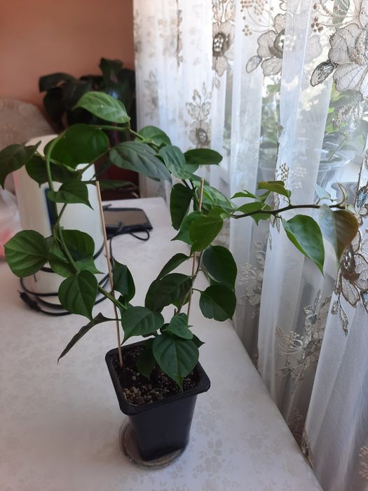 Продам бугенвеллии