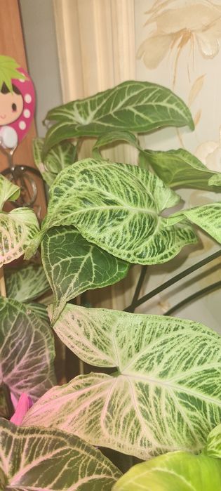 Продам молодые сингониумы разных сортов