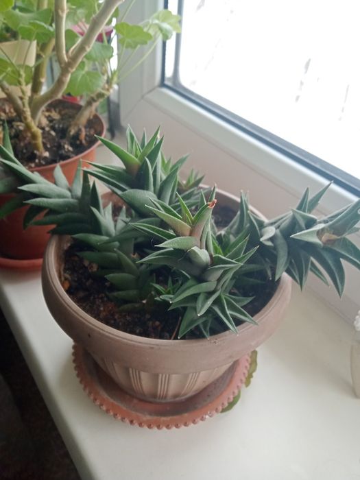 Продам цветы,два вида.