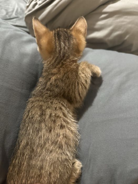 Котята от бенгалки