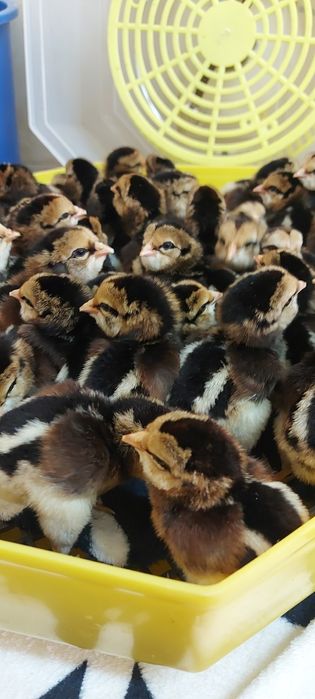 De vânzare oua incubat araucana