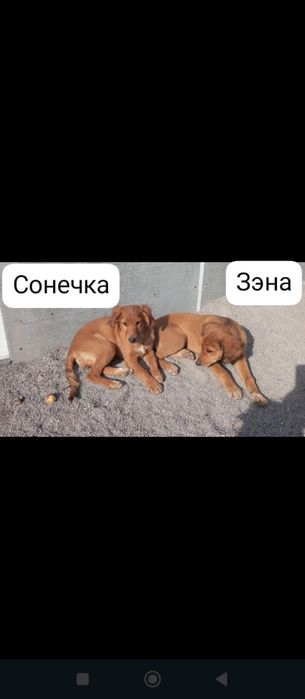 Отдам щенков в добрые руки