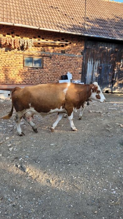 Vaca tanara gestanta  cu tot cu vitea la pachet