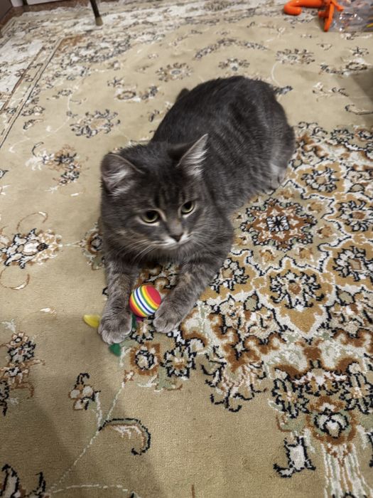 Котик в добрые ручки