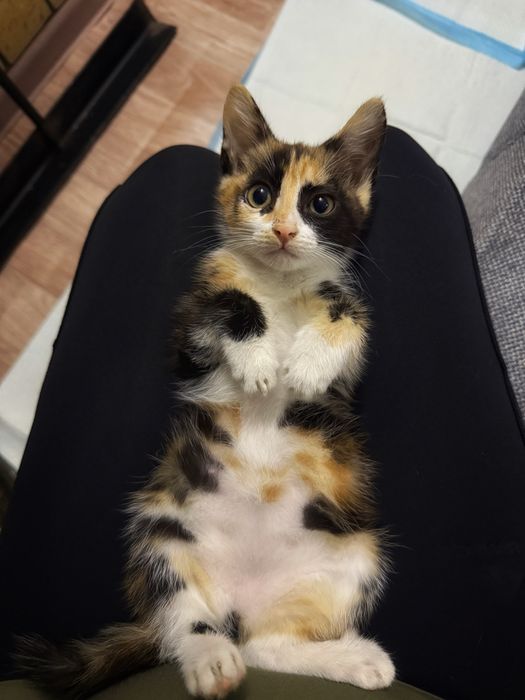 Отдам котенка девока