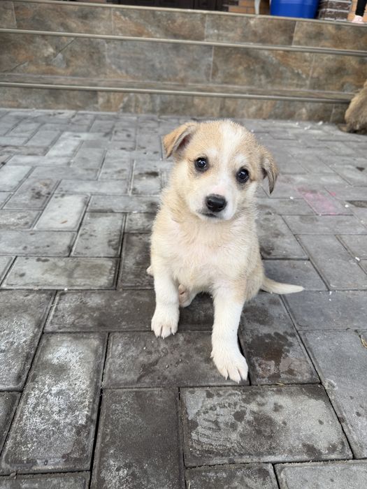 Отдам щенят в хорошие руки