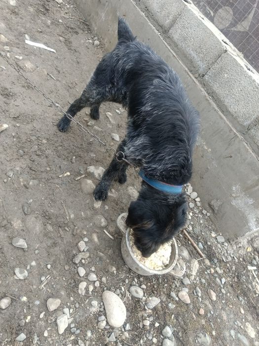 Продам дратхар былтыргы кушик