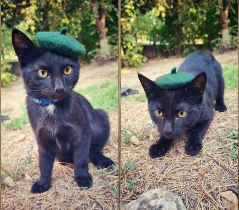 Котенок ищет дом