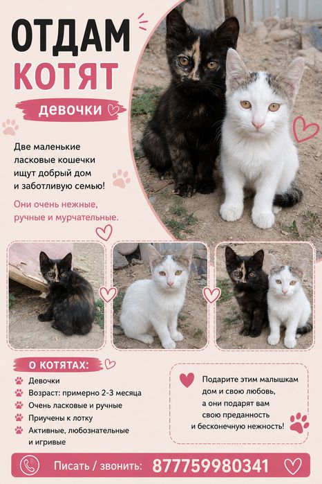 Отдам котят бесплатно