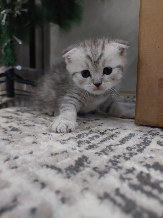 Продаются британские котята 3 мальчика.