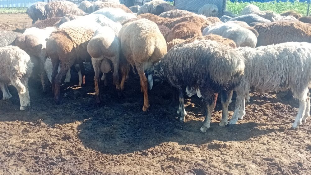 Продам курдючных кошкарчиков