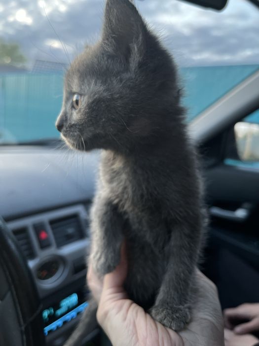Отдам кошечку в добрые руки