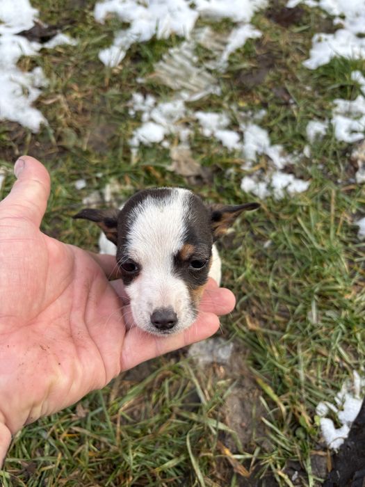 Cațeluși pentru adopție!!