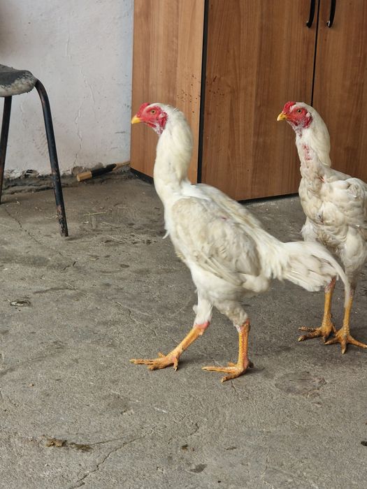 Петух  дакан белый