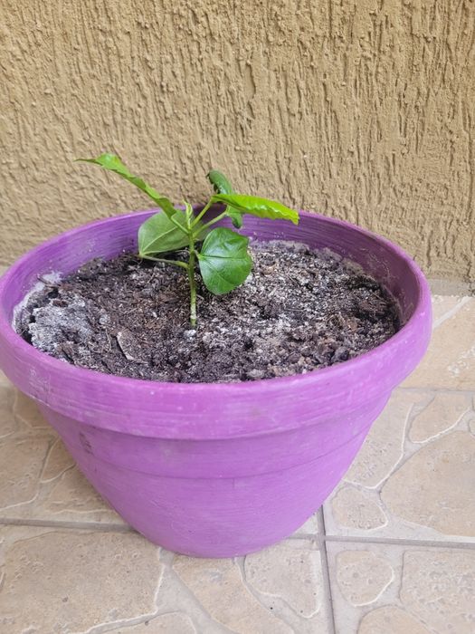 Trandafir japonez roșu