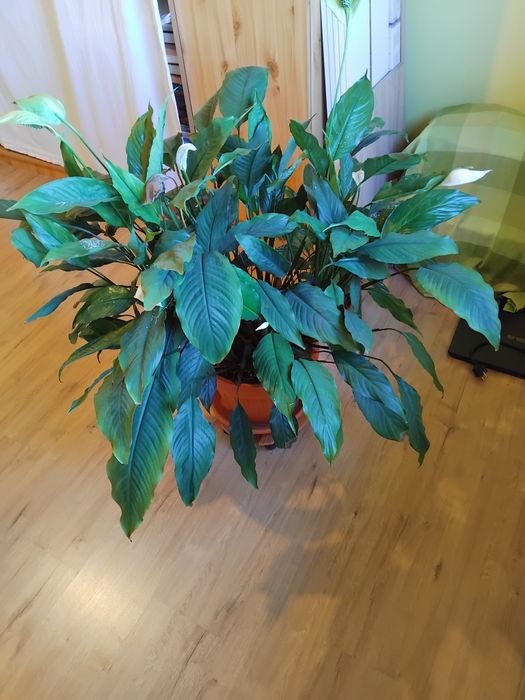 Planta ornamentala de camera Crinul pacii