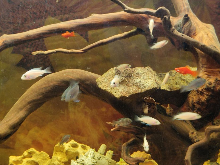 Продам  аквариум 200 литров