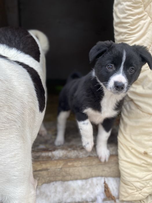 Отдам девочку в добрые руки!