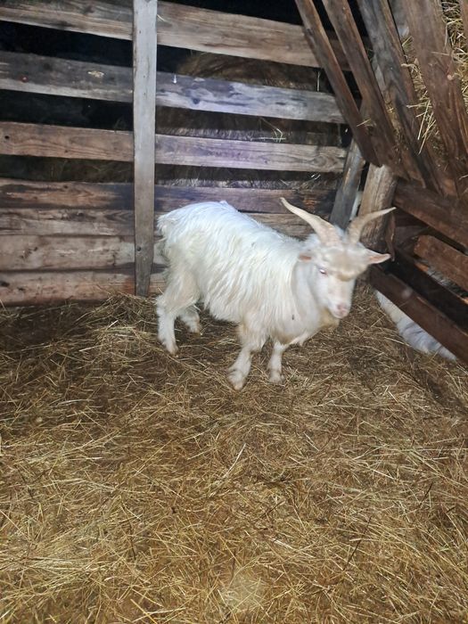 Vând 3 iezi din vară