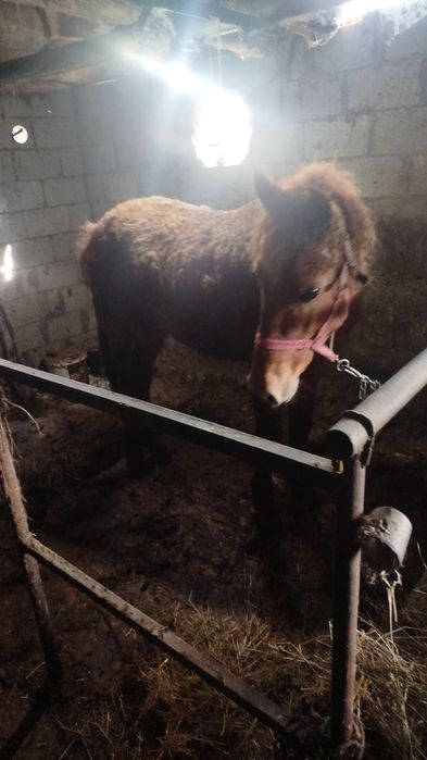 Вынужденый забой