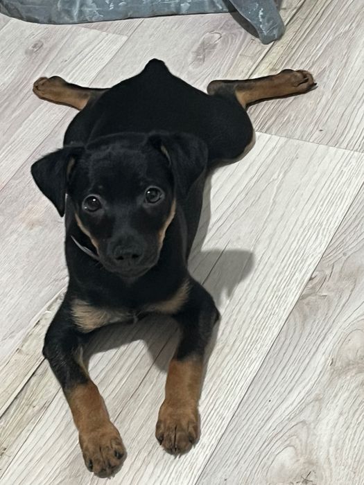 Пинчер кобелек .