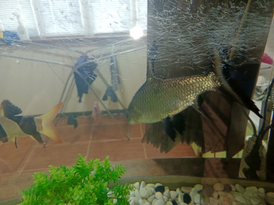 Рыба акула акварюмная