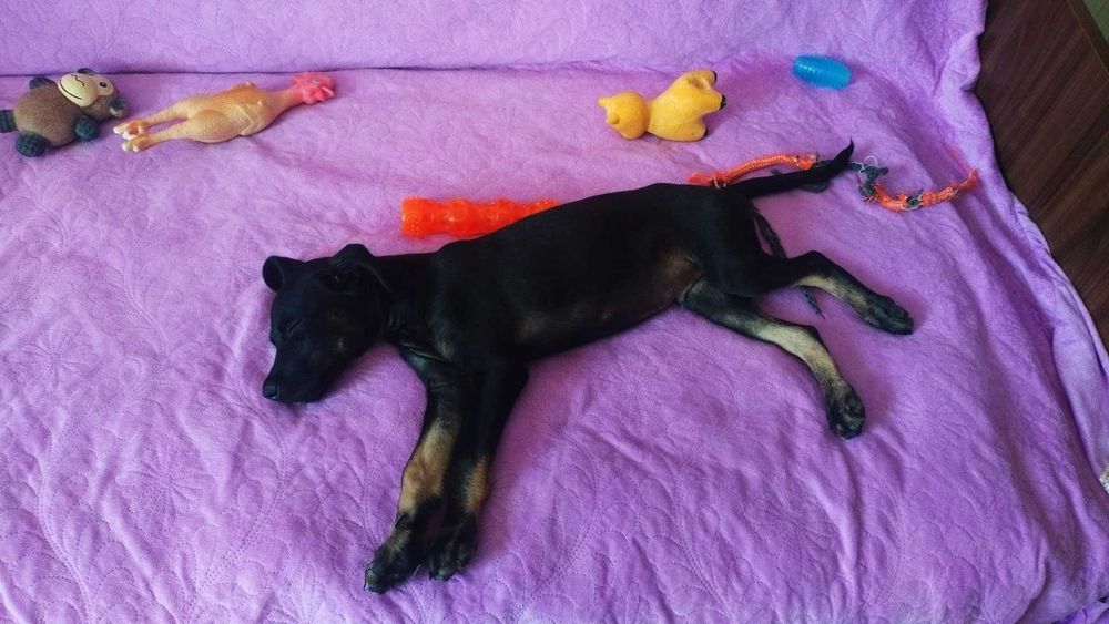 2 puiuței drăguței (și abandonați) își caută părinței (A MAI RĂMAS UNU!!)