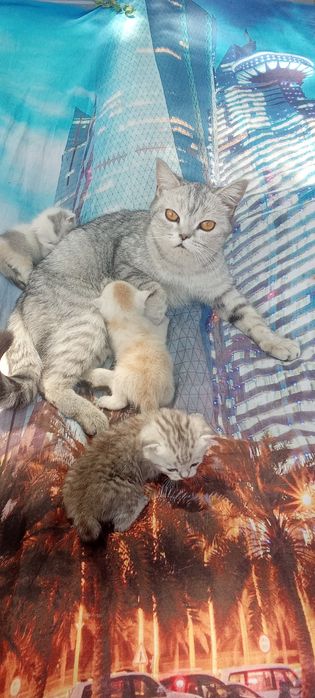 Котята  шотландские страйты