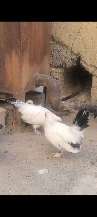 Samuray shabo jo'jalari sotiladi manzil Toshkent