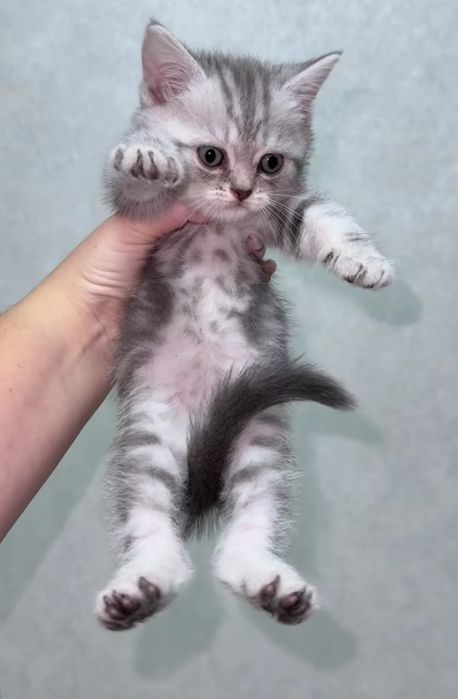 Мальчики и девлчки, 1.5 мес