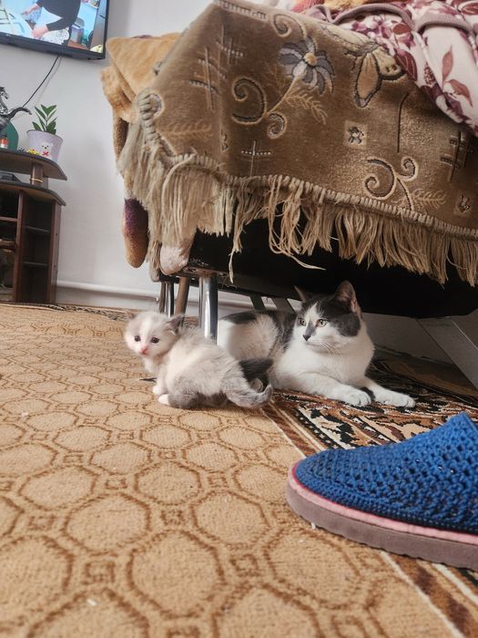 Одам котят в хорошие руки