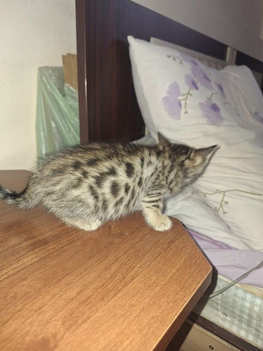 Котята  Бенгальские