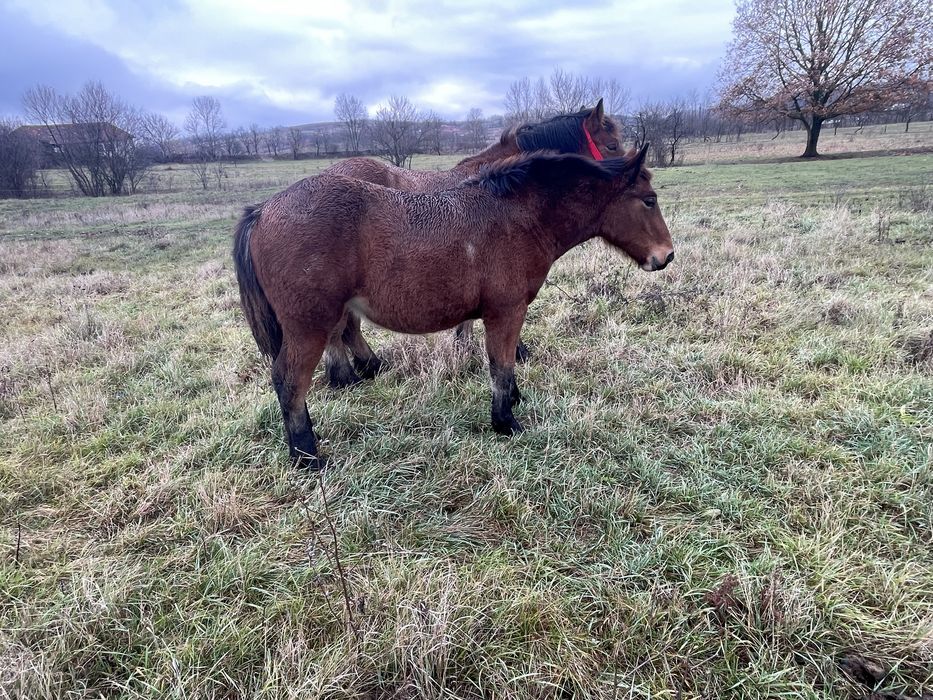 Vand manza de 7 luni