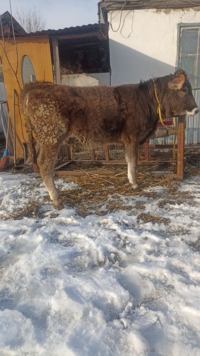 Продам Алатаускую телочку