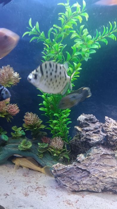 Аквариум 300л баликлари билан 600$