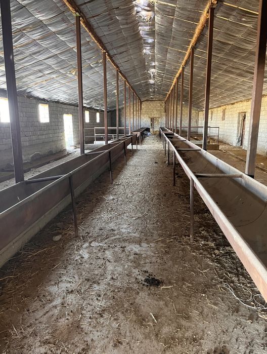 Мал Кора Мал Қора Фазенда