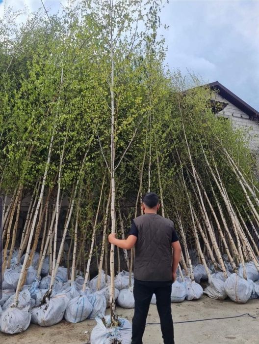 Copaci ornamentali 3-5m,livrare gratuita