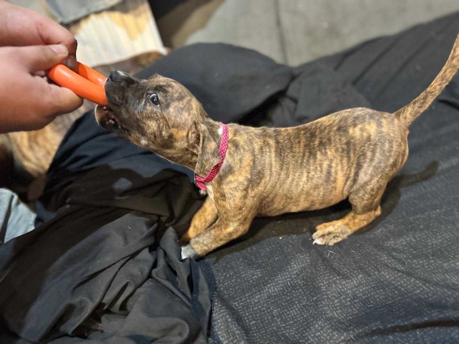Pui American Staffordshire Terrier (Amstaff)