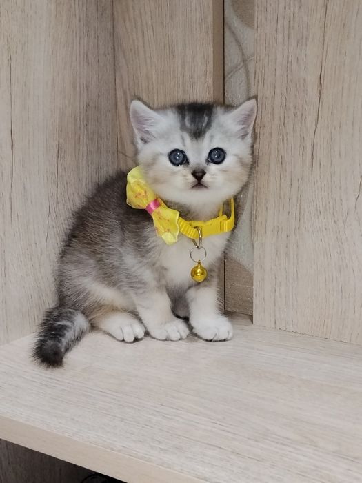 Скоттиш страйт продажа