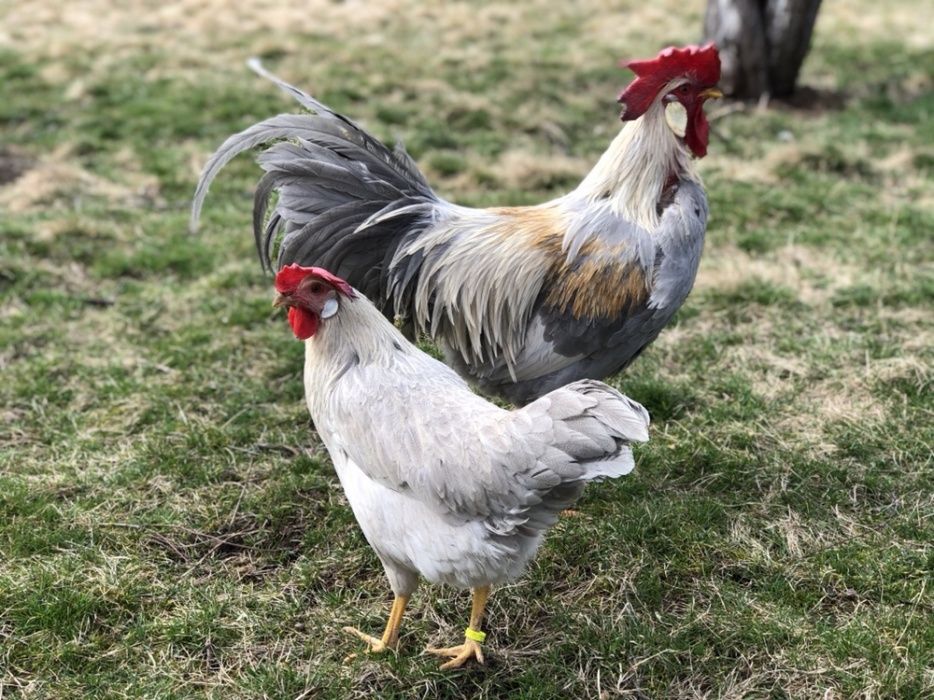 Sergiev Farm- Продава пилета и яйца от различни видове Кокошки